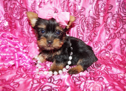 Yorkie Puppies