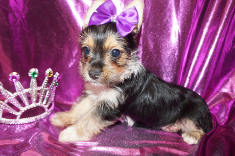 SOLD!! Bindi Yorkshire Terrier Yorkie  Female Black And Gold Born 2-28-2023 Click Here For More Info