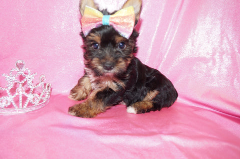Yorkie Puppies