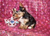 Yorkie Puppies