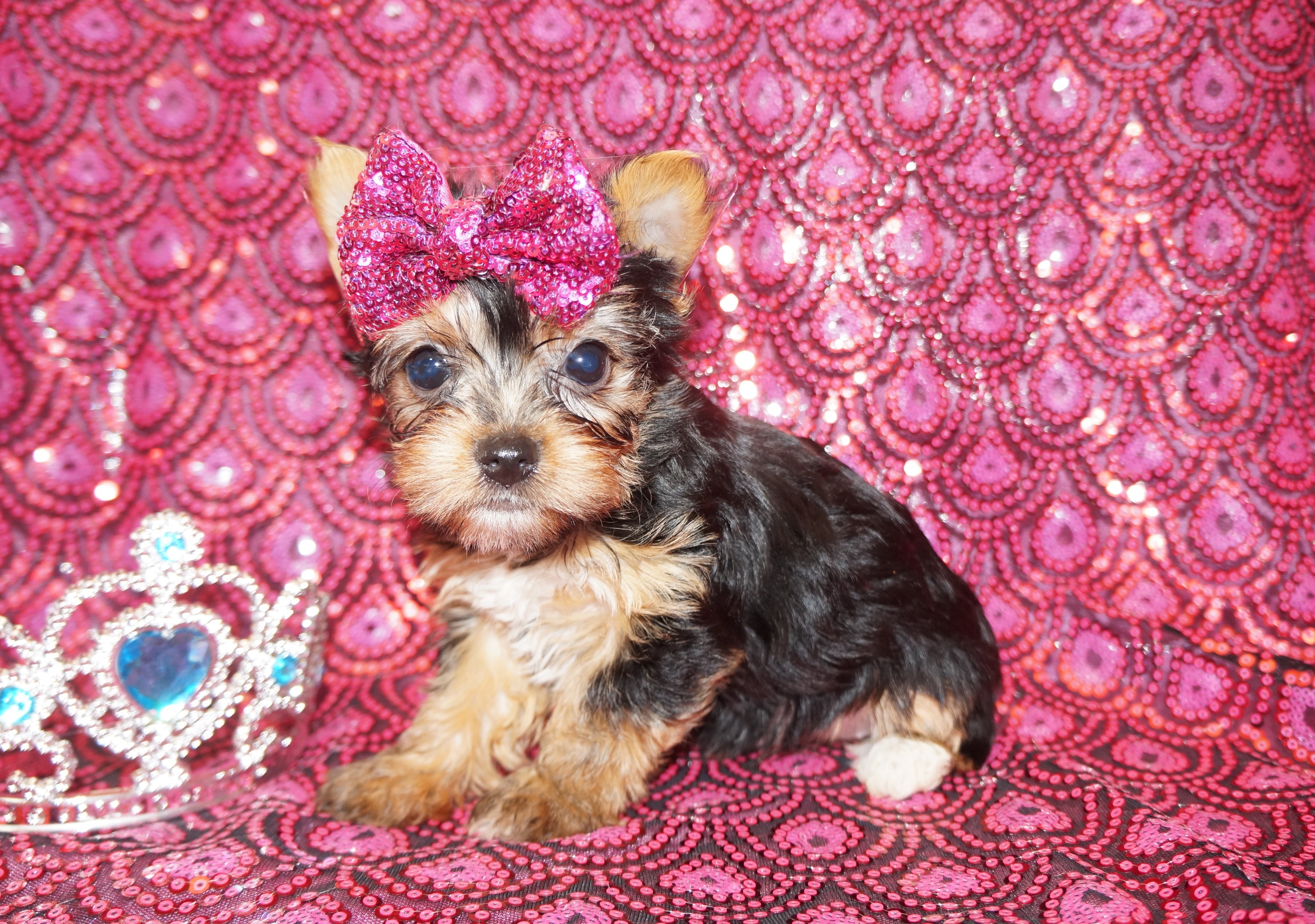 Yorkie Puppies