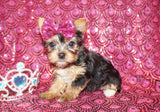 Yorkie Puppies
