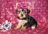 Yorkie Puppies