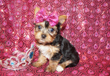 Yorkie Puppies