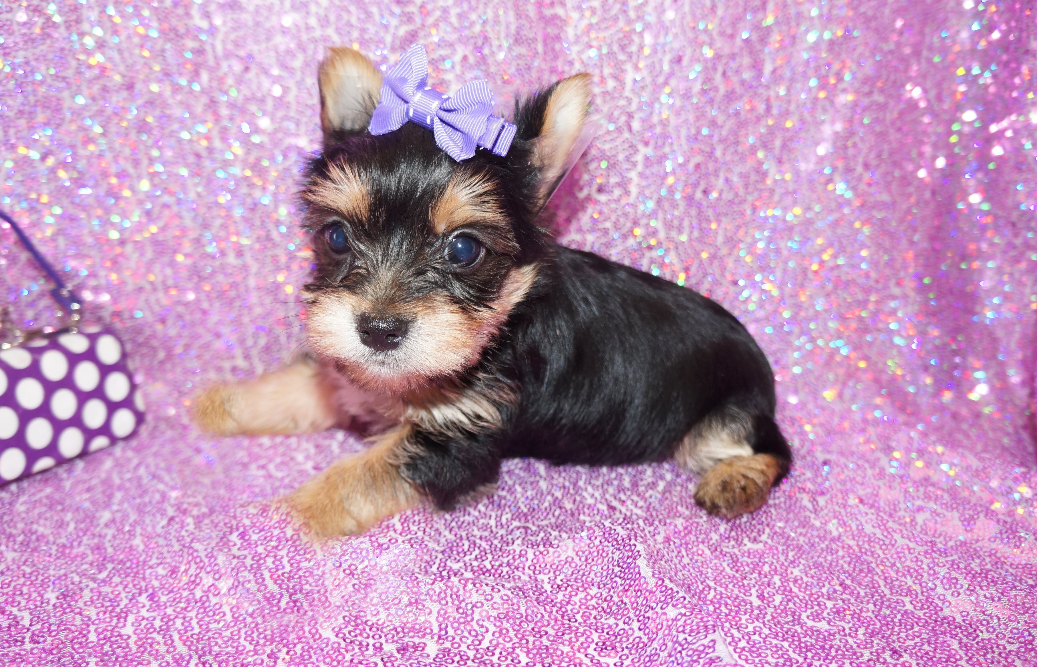 Yorkie Puppies