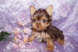 Yorkie Puppies