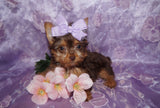 Yorkie Puppies