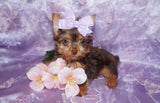 Yorkie Puppies