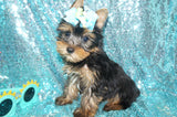 Yorkie Puppies