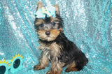 Yorkie Puppies