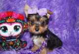 Yorkie Puppies