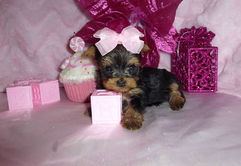 Yorkie Puppies