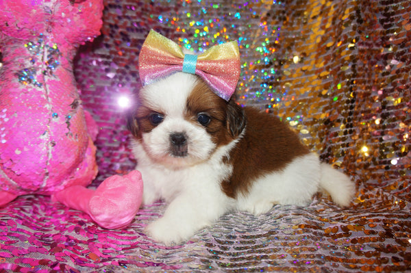 Shih Tzu Puppies - Scroll Down for Available Puppies for Sale