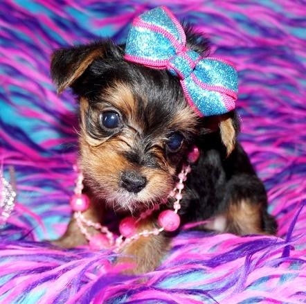Yorkshire Terrier - Scroll Down to See Available Puppies for Sale