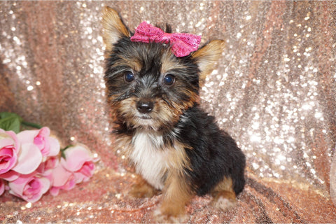 ****FLASH SALE****Mia Yorkshire Terrier Yorkie Female Born 2-8-2024 Black/Gold Click Here For More Info.