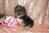 ****FLASH SALE****Mia Yorkshire Terrier Yorkie Female Born 2-8-2024 Black/Gold Click Here For More Info.