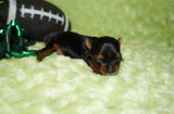 Jasper AKC Registered Yorkie Yorkshire Terrier Male Black And Gold Born 2-24-2025 Click Here For More Info
