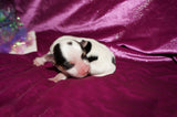 Eliza AKC Registered Yorkie Yorkshire Terrier PARTI Color Born 3-5-2025 Click Here For More Info