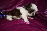 Lily AKC Registered Shih Tzu Female Gold And White Born 1-24-2025 Click Here For More Info