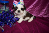 Lily AKC Registered Shih Tzu Female Gold And White Born 1-24-2025 Click Here For More Info