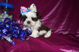 Lily AKC Registered Shih Tzu Female Gold And White Born 1-24-2025 Click Here For More Info