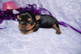 Dixie AKC Registered Yorkshire Terrier Yorkie Female Born 3-15-2025 Click Here For More Info