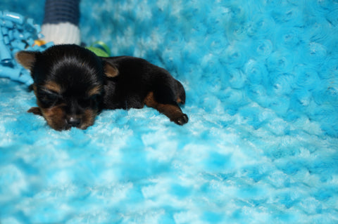 Luke AKC Registered Yorkie Yorkshire Terrier Male Black And Gold Born 3-15-2025 Click Here For More Info