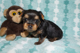 Bowie AKC Registered Yorkshire Terrier Yorkie Black And Gold  Born 3-15-2025 Click Here For More Infol