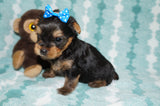 Bowie AKC Registered Yorkshire Terrier Yorkie Black And Gold  Born 3-15-2025 Click Here For More Infol