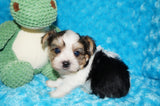Rory  AKC Registered Yorkshire Terrier Yorkie PARTI Born 3-5-2025 Click Here For More Info