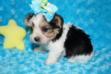Rory  AKC Registered Yorkshire Terrier Yorkie PARTI Born 3-5-2025 Click Here For More Info