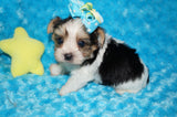 Rory  AKC Registered Yorkshire Terrier Yorkie PARTI Born 3-5-2025 Click Here For More Info