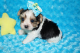 Rory  AKC Registered Yorkshire Terrier Yorkie PARTI Born 3-5-2025 Click Here For More Info
