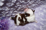 Maya AKC Registered Shih Tzu Shihtzu  Female Gold And White Born 5-17-2025 Click Here For More Info