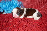 Percy AKC Registered Shih Tzu Male Gold And White Born 6-3-2025 Click Here For More Info