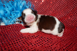 Percy AKC Registered Shih Tzu Male Gold And White Born 6-3-2025 Click Here For More Info