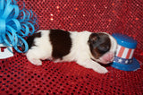 Percy AKC Registered Shih Tzu Male Gold And White Born 6-3-2025 Click Here For More Info