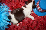 Percy AKC Registered Shih Tzu Male Gold And White Born 6-3-2025 Click Here For More Info