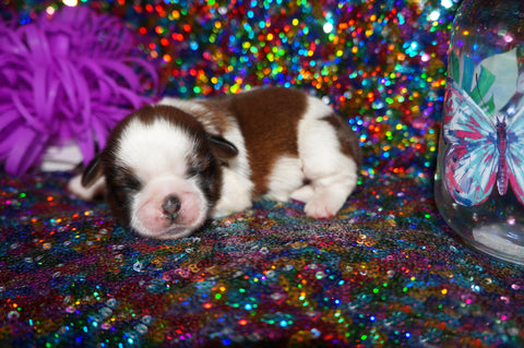 Gypsy AKC Registered Gorgeous Shih Tzu ShihTzu Female Gold And White Born 6-3-2025 Click Here For More Info