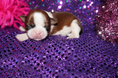 Hailey AKC Registered Shih Tzu Female ^RARE^ Honey Gold And White Color Born 6-3-2024 Click Here For More Info