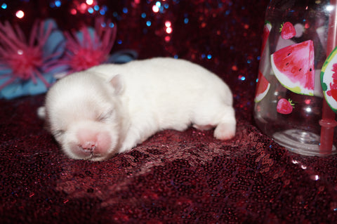 Whitney AKC Registered Shih Tzu Shihtzu Female RARE White Born 5-30-25 Click Here For More Info