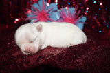 Whitney AKC Registered Shih Tzu Shihtzu Female RARE White Born 5-30-25 Click Here For More Info