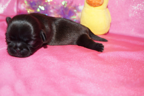 Fiona AKC Registered Shih Tzu Shihtzu Female RARE ALL JET BLACK!  Born 5-30-25 Click Here For More Info