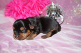 Samara AKC Registered Yorkie Yorkshire Terrier Female Born 5-31-2025 Click Here For More Info