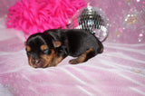 Samara AKC Registered Yorkie Yorkshire Terrier Female Born 5-31-2025 Click Here For More Info