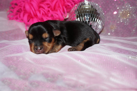 Samara AKC Registered Yorkie Yorkshire Terrier Female Born 5-31-2025 Click Here For More Info