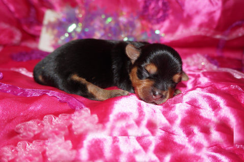 Johanna AKC Registered Yorkie Yorkshire Terrier Female Black And Gold Born 5-31-2025 Click Here For More Info