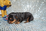 Cody AKC Registered Yorkie Yorkshire Terrier Male Born 5-31-2024 Click Here For More Info