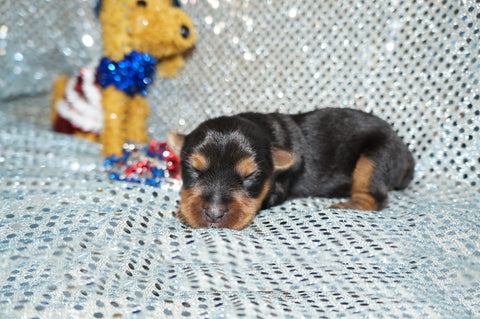 Cody AKC Registered Yorkie Yorkshire Terrier Male Born 5-31-2024 Click Here For More Info