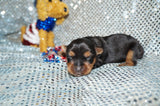 Cody AKC Registered Yorkie Yorkshire Terrier Male Born 5-31-2024 Click Here For More Info